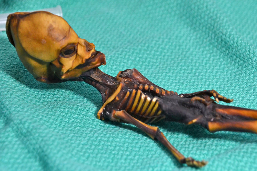 The Atacama Alien: Skeleton resembling an alien